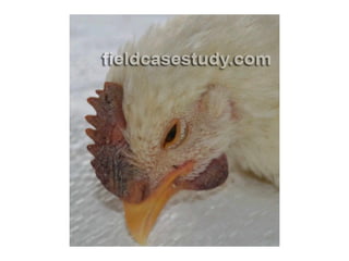 gripe aviaria, sitomas de gripe, doencas de galinhas, como vacinar galinhas, doencas das aves, doencas de
aves, influenza ...