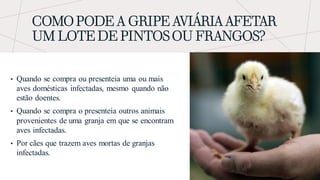 COMO PODE A GRIPE AVIÁRIA AFETAR
UM LOTE DE PINTOS OU FRANGOS?
• Quando se compra ou presenteia uma ou mais
aves domésticas infectadas, mesmo quando não
estão doentes.
• Quando se compra o presenteia outros animais
provenientes de uma granja em que se encontram
aves infectadas.
• Por cães que trazem aves mortas de granjas
infectadas.
 