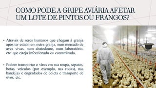 COMO PODE A GRIPE AVIÁRIA AFETAR
UM LOTE DE PINTOS OU FRANGOS?
• Através de seres humanos que chegam à granja
após ter estado em outra granja, num mercado de
aves vivas, num abatedouro, num laboratório,
etc. que esteja infeccionado ou contaminado.
• Podem transportar o vírus em sua roupa, sapatos,
botas, veículos (por exemplo, nas rodas), nas
bandejas e engradados de coleta e transporte de
ovos, etc.
 