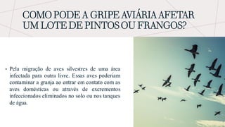 COMO PODE A GRIPE AVIÁRIA AFETAR
UM LOTE DE PINTOS OU FRANGOS?
• Pela migração de aves silvestres de uma área
infectada para outra livre. Essas aves poderiam
contaminar a granja ao entrar em contato com as
aves domésticas ou através de excrementos
infeccionados eliminados no solo ou nos tanques
de água.
 