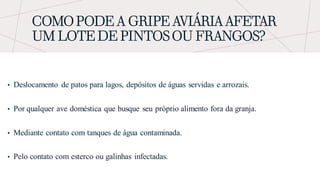 COMO PODE A GRIPE AVIÁRIA AFETAR
UM LOTE DE PINTOS OU FRANGOS?
• Deslocamento de patos para lagos, depósitos de águas servidas e arrozais.
• Por qualquer ave doméstica que busque seu próprio alimento fora da granja.
• Mediante contato com tanques de água contaminada.
• Pelo contato com esterco ou galinhas infectadas.
 