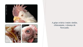 A gripe aviária é muito similar,
clinicamente, à doença de
Newcastle.
 