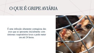 O QUE É GRIPE AVIÁRIA
É uma infecção altamente contagiosa das
aves que se apresenta inicialmente com
sintomas respiratórios leves e pode matar
em até 24 horas.
 