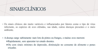 SINAIS CLÍNICOS
• Os sinais clínicos são muito variáveis e influenciados por fatores como o tipo de vírus
infectante, as espécies de aves afetadas, sua idade, outras doenças presentes e o meio
ambiente.
• A doença surge subitamente num lote de pintos ou frangos, e muitas aves morrem:
❖Rapidamente, sem aparentar ter estado doentes.
❖Ou com sinais mínimos de depressão, diminuição no consumo de alimento e penas
eriçadas.
 