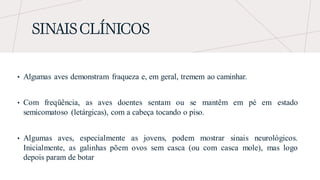 SINAIS CLÍNICOS
• Algumas aves demonstram fraqueza e, em geral, tremem ao caminhar.
• Com freqüência, as aves doentes sentam ou se mantêm em pé em estado
semicomatoso (letárgicas), com a cabeça tocando o piso.
• Algumas aves, especialmente as jovens, podem mostrar sinais neurológicos.
Inicialmente, as galinhas põem ovos sem casca (ou com casca mole), mas logo
depois param de botar
 
