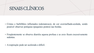 SINAIS CLÍNICOS
• Cristas e barbilhões inflamados (edematosos), de cor avermelhada-azulada, sendo
possível observar petéquias (pequenos pontos) nas bordas.
• Freqüentemente se observa diarréia aquosa profusa e as aves ficam excessivamente
sedentas.
• A respiração pode ser acelerada e difícil.
 