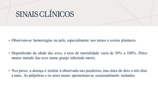 SINAIS CLÍNICOS
• Observam-se hemorragias na pele, especialmente nos tarsos e coxins plantares.
• Dependendo da idade das aves, a taxa de mortalidade varia de 50% a 100%. Pelos
menos metade das aves numa granja infectada morre.
• Nos perus, a doença é similar à observada nas poedeiras, mas dura de dois a três dias
a mais. As pálpebras e os seios nasais apresentam-se ocasionalmente inchados.
 