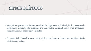 SINAIS CLÍNICOS
• Nos patos e gansos domésticos, os sinais de depressão, a diminuição do consumo de
alimentos e a diarréia são similares aos observados nas poedeiras e, com freqüência,
os seios nasais se apresentam inchados.
• Os patos infeccionados com gripe aviária excretam o vírus sem mostrar sinais
clínicos nem lesões.
 