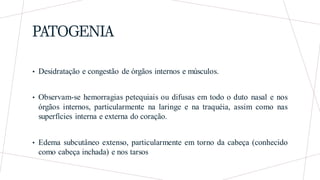 PATOGENIA
• Desidratação e congestão de órgãos internos e músculos.
• Observam-se hemorragias petequiais ou difusas em todo o duto nasal e nos
órgãos internos, particularmente na laringe e na traquéia, assim como nas
superfícies interna e externa do coração.
• Edema subcutâneo extenso, particularmente em torno da cabeça (conhecido
como cabeça inchada) e nos tarsos
 