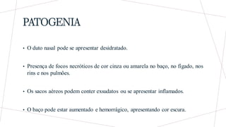 PATOGENIA
• O duto nasal pode se apresentar desidratado.
• Presença de focos necróticos de cor cinza ou amarela no baço, no fígado, nos
rins e nos pulmões.
• Os sacos aéreos podem conter exsudatos ou se apresentar inflamados.
• O baço pode estar aumentado e hemorrágico, apresentando cor escura.
 