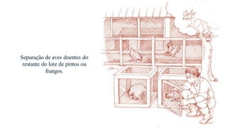 Separação de aves doentes do
restante do lote de pintos ou
frangos.
 