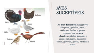 AVES
SUCEPTÍVEIS
As aves domésticas susceptíveis
são perus, galinhas, patos,
codornas, faisões e gansos,
enquanto que as aves
silvestres afetadas são patos e
gansos selvagens, maçaricos,
cisnes, gaivotas, garças, pardelas e
outras.
 