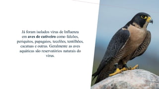 Já foram isolados vírus de Influenza
em aves de cativeiro como falcões,
periquitos, papagaios, tecelões, tentilhões,
cacatuas e outras. Geralmente as aves
aquáticas são reservatórios naturais do
vírus.
 