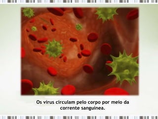 Os vírus circulam pelo corpo por meio da
corrente sanguínea.
 