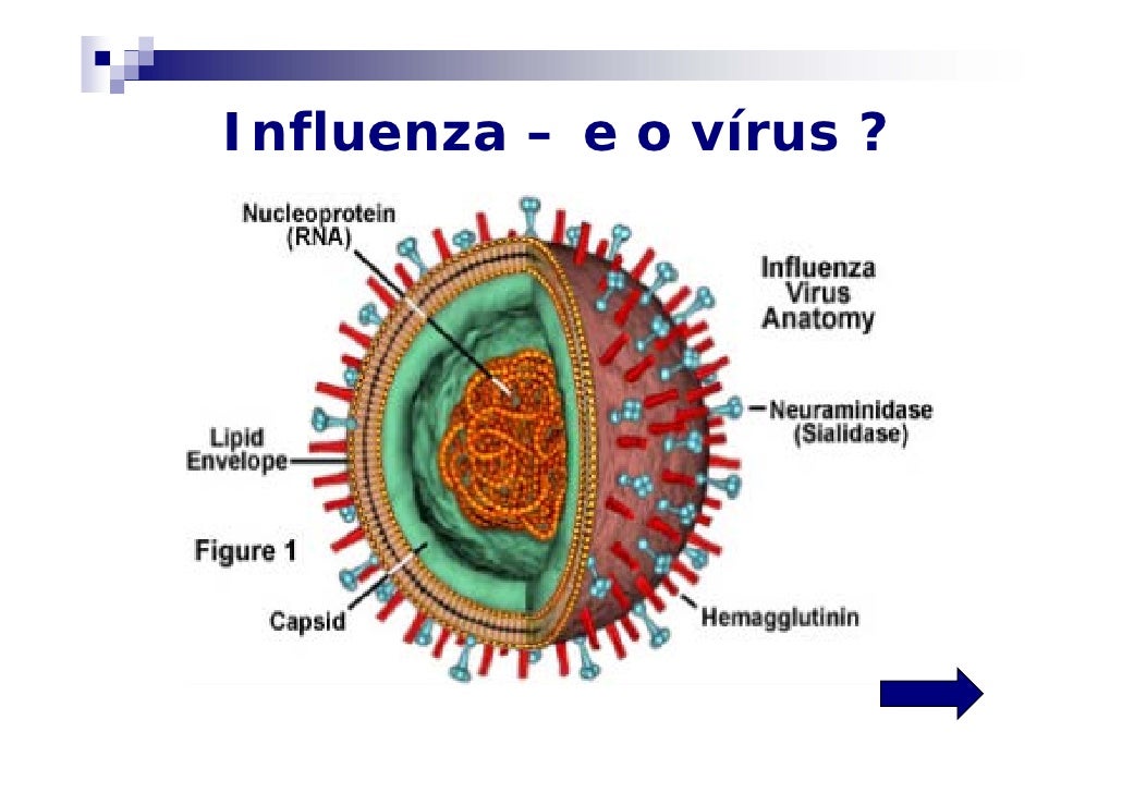 Gripe h1 n1