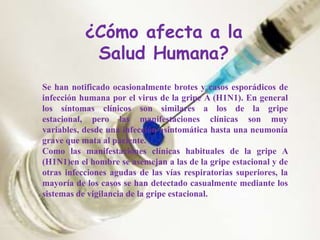 ¿Cómo afecta a la
Salud Humana?
Se han notificado ocasionalmente brotes y casos esporádicos de
infección humana por el virus de la gripe A (H1N1). En general
los síntomas clínicos son similares a los de la gripe
estacional, pero las manifestaciones clínicas son muy
variables, desde una infección asintomática hasta una neumonía
grave que mata al paciente.
Como las manifestaciones clínicas habituales de la gripe A
(H1N1)en el hombre se asemejan a las de la gripe estacional y de
otras infecciones agudas de las vías respiratorias superiores, la
mayoría de los casos se han detectado casualmente mediante los
sistemas de vigilancia de la gripe estacional.
 