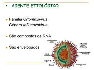  AGENTE ETIOLÓGICO
 Família Ortomixovirus
Gênero Influenzavirus.
 São compostos de RNA
 São envelopados
 