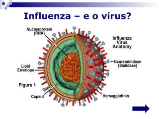 Influenza – e o vírus?
 