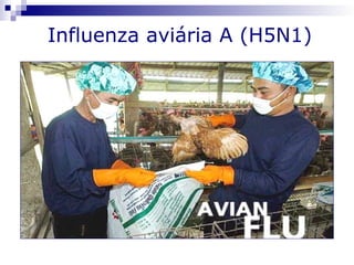 Influenza aviária A (H5N1)
 