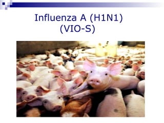 Influenza A (H1N1)
      (VIO-S)
 