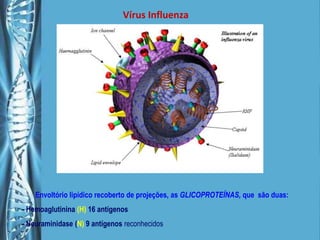Vírus InfluenzaEnvoltório lipídico recoberto de projeções, asGLICOPROTEÍNAS, que  são duas: - Hemoaglutinina (H) 16 antígenos- Neuraminidase (N) 9 antígenos reconhecidos