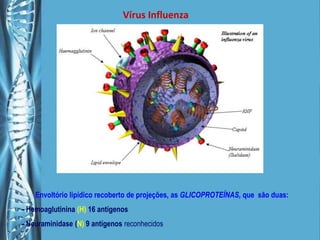 Vírus Influenza,[object Object],Envoltório lipídico recoberto de projeções, asGLICOPROTEÍNAS, que  são duas: ,[object Object],- Hemoaglutinina (H) 16 antígenos,[object Object],- Neuraminidase (N) 9 antígenos reconhecidos,[object Object]