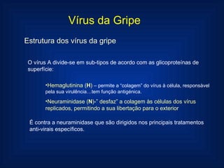 Vírus da Gripe Estrutura dos vírus da gripe O vírus A divide-se em sub-tipos de acordo com as glicoproteínas de superfície:  Hemaglutinina ( H )  –  permite a “colagem” do vírus à célula, responsàvel pela sua virulência…tem função antigénica. Neuraminidase ( N )-” desfaz” a colagem às células dos vírus replicados, permitindo a sua libertação para o exterior É contra a neuraminidase que são dirigidos nos principais tratamentos anti-virais específicos. 