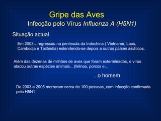 Gripe das Aves Infecção pelo Vírus  Influenza A (H5N1) Situação actual Em 2003…regressou na península da Indochina ( Vietname, Laos, Cambodja e Tailândia) estendendo-se depois a outros países asiáticos. Além das dezenas de milhões de aves que foram exterminadas, o vírus atacou outras espécies animais…(felinos, porcos e… … o homem De 2003 a 2005 morreram cerca de 100 pessoas, com infecção confirmada pelo H5N1 