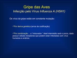 Gripe das Aves Infecção pelo Vírus  Influenza A (H5N1) Os vírus da gripe estão em constante mutação: Por deriva genética  (erros de codificação) Por combinação…. o “misturador “ ideal intermédio será o porco, dado possuir células receptoras que podem estar infectadas com vírus humanos e aviários. 