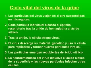 Ciclo vital del virus de la gripe
1. Las partículas del virus viajan en el aire suspendidas
en microgotas.
2. Cada partícula individual alcanza el epitelio
respiratorio tras la unión de hemaglutina al ácido
siálico.
3. Tras la unión, la célula atrapa virus.
4. El virus descarga su material genético y usa la célula
para replicarse y formar nuevas partículas virales.
5. Las partículas emergen recubiertas de ácido siálico.
6. La neuroaminidasa del virus disuelve el ácido siálico
de la superficie y las nuevas partículas infectan otras
células.
 
