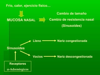Frío, calor, ejercicio físico…
MUCOSA NASAL
Cambio de tamaño
Cambio de resistencia nasal
(Sinusoides)
Sinusoides
Lleno Nariz congestionada
Vacios Nariz descongestionada
Receptores
α-Adrenérgicos
 