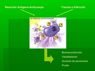 Reacción Antígeno-Anticuerpo Trauma o Infección
Broncoconstricción
Vasodilatación
Aumento de secreciones
Prurito
 