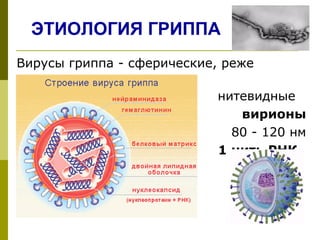 ЭТИОЛОГИЯ ГРИППА
Вирусы гриппа - сферические, реже            
      
                                              нитевидные 
вирионы
80 - 120 нм
1 нить РНК, 
 