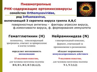Пневмотропные
РНК-содержащие ортомиксовирусы 
семейство Orthomyxoviridae,
род Influenzavirus,
включающий 3 серотипа вируса гриппа А,В,С
поверхностные антигены -  факторы агрессии вируса, 
ф.изменчивости вируса, ф. формирования иммунитета
Гемагглютинин (Н) Нейраминидаза (N)
полипептид, гемолизирующий
эритроциты, отвечает за прикрепление
к клетке хозяина
гликопротеидный комплекс,
фермент, отвечающий за
проникновение и размножение.
определяет интенсивность
интоксикации
обладает выраженным
иммунодепресивным действием
15 подтипов известно,
для человека патогенны подтипы
Н 0, Н 1, Н 2, Н 3 (0,1,2,3).
9 подтипов известно,
для человека патогенны подтипы
N 1, N 2 (1,2)
 