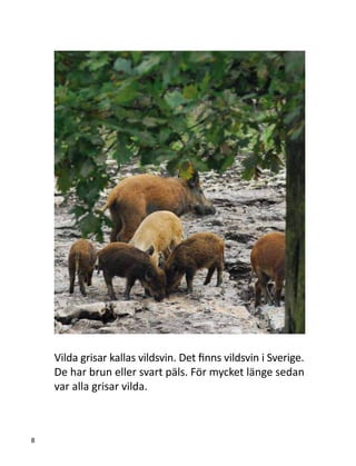Vilda grisar kallas vildsvin. Det finns vildsvin i Sverige.
De har brun eller svart päls. För mycket länge sedan
var alla grisar vilda.
8
 