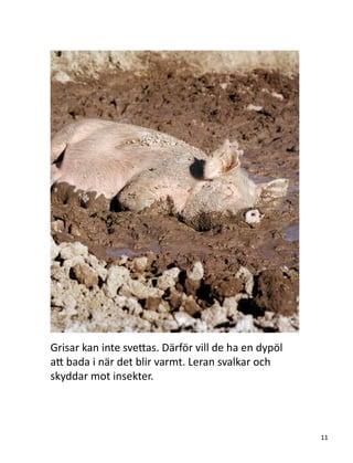 Grisar kan inte svettas. Därför vill de ha en dypöl
att bada i när det blir varmt. Leran svalkar och
skyddar mot insekter.
11
 