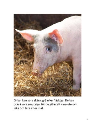Grisar kan vara skära, grå eller fläckiga. De kan
också vara smutsiga, för de gillar att vara ute och
leka och leta efter mat.
1
 