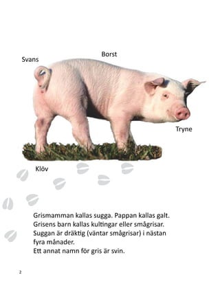 Grismamman kallas sugga. Pappan kallas galt.
Grisens barn kallas kultingar eller smågrisar.
Suggan är dräktig (väntar smågrisar) i nästan
fyra månader.
Ett annat namn för gris är svin.
Svans
Borst
Tryne
Klöv
2
 