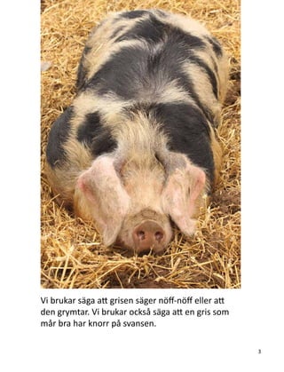 Vi brukar säga att grisen säger nöff-nöff eller att
den grymtar. Vi brukar också säga att en gris som
mår bra har knorr på svansen.
3
 