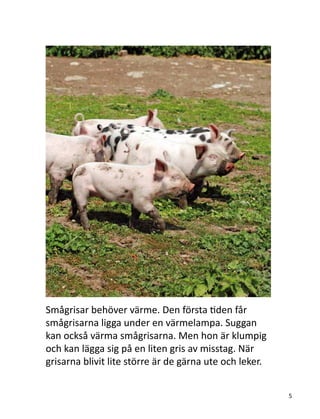 Smågrisar behöver värme. Den första tiden får
smågrisarna ligga under en värmelampa. Suggan
kan också värma smågrisarna. Men hon är klumpig
och kan lägga sig på en liten gris av misstag. När
grisarna blivit lite större är de gärna ute och leker.
5
 