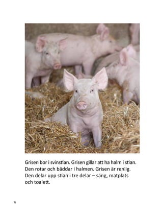 Grisen bor i svinstian. Grisen gillar att ha halm i stian.
Den rotar och bäddar i halmen. Grisen är renlig.
Den delar upp stian i tre delar – säng, matplats
och toalett.
6
 