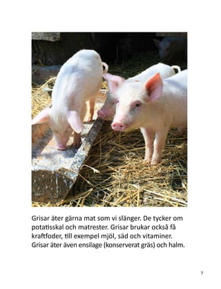 Grisar äter gärna mat som vi slänger. De tycker om
potatisskal och matrester. Grisar brukar också få
kraftfoder, till exempel mjöl, säd och vitaminer.
Grisar äter även ensilage (konserverat gräs) och halm.
7
 