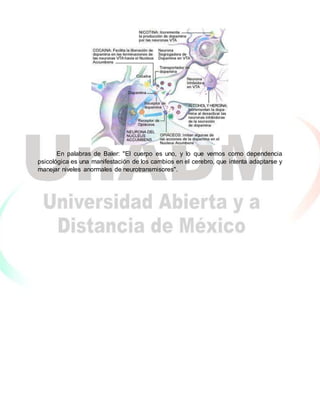 En palabras de Baler: "El cuerpo es uno, y lo que vemos como dependencia
psicológica es una manifestación de los cambios en el cerebro, que intenta adaptarse y
manejar niveles anormales de neurotransmisores".
 