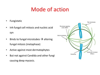 Mode of action
• Fungistatic
• Inh fungal cell mitosis and nucleic acid
syn
• Binds to fungal microtubes  altering
fungal mitosis (metaphase)
• Active against most dermatophytes
• But not against Candida and other fungi
causing deep mycosis.
 