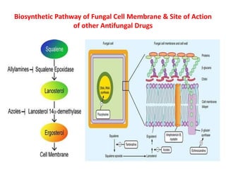 Biosynthetic Pathway of Fungal Cell Membrane & Site of Action
of other Antifungal Drugs
 