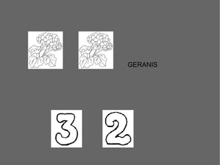 GERANIS