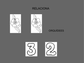 RELACIONA
ORQUÍDEES