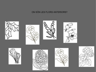 ON SÓN LES FLORS ANTERIORS?