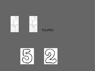 TULIPES