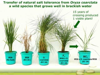 G ri sp gcard funders forum oct 24 3